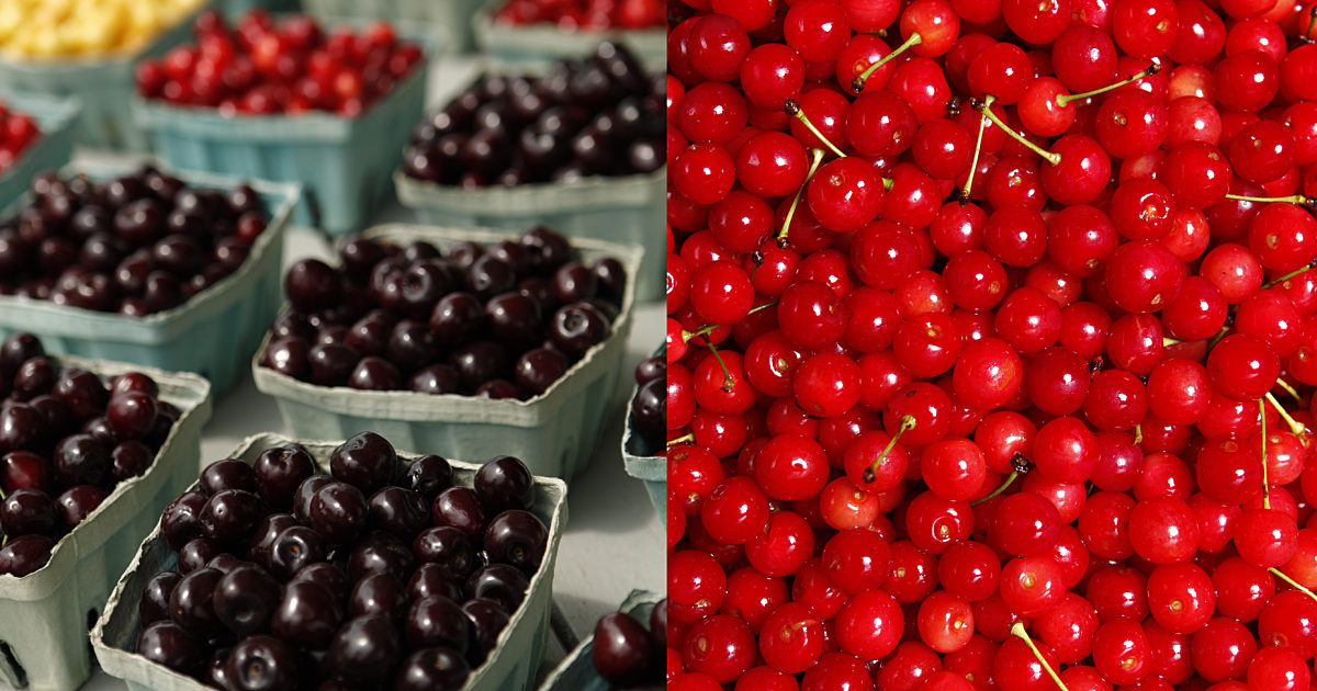 What is the difference between tart cherries and… | Shoreline Fruit