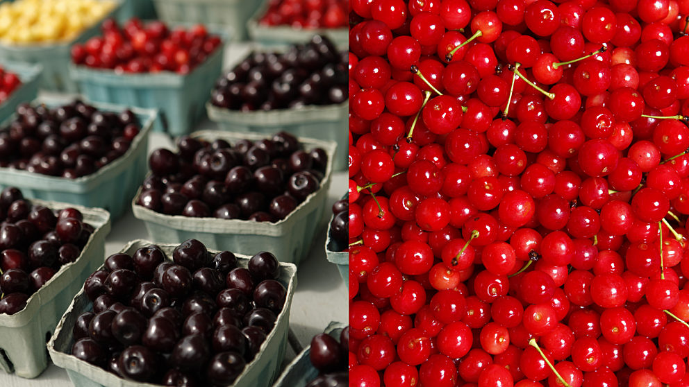 varieties of cherries